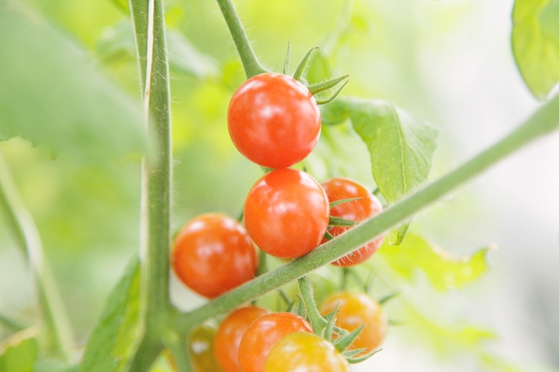 涼性・寒性食材のトマト
