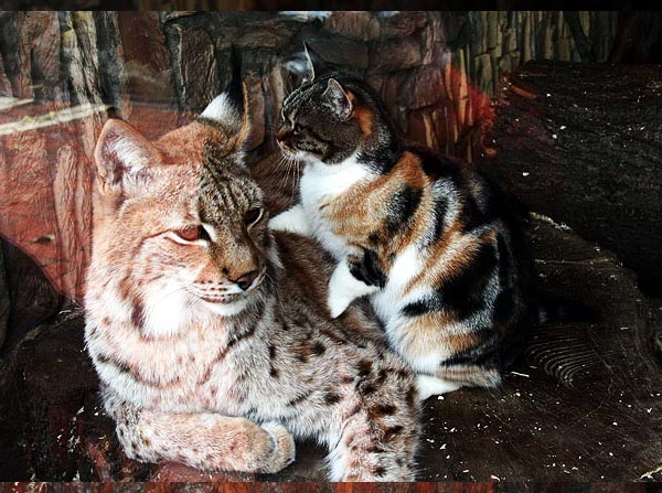 オオヤマネコと三毛猫の仲良し物語