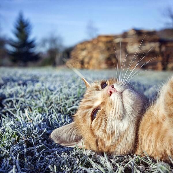 猫氏、冬の空気を堪能する