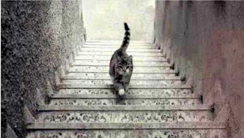 ネコが階段を登ってるか降りてるか分からない画像