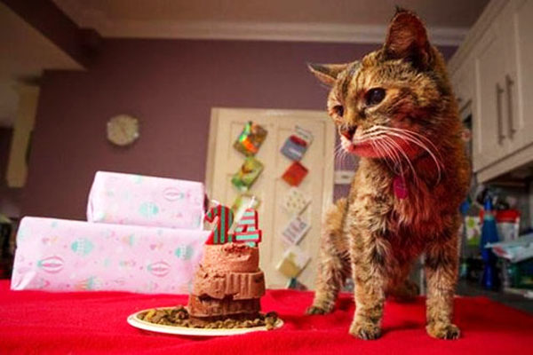 世界最高齢の猫ポピーちゃん死亡