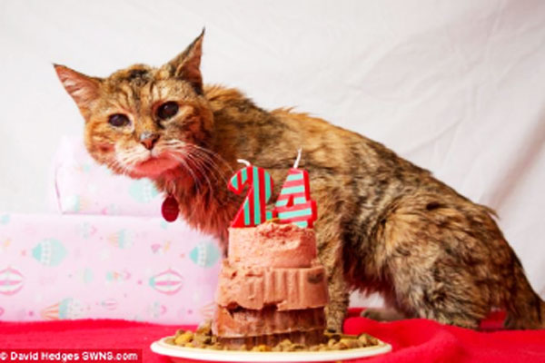 世界最高齢の猫ポピーちゃん死亡